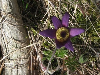 Pulsatille des montagnes