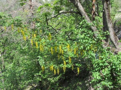 à part les plantes on rencontre aussi des arbres en fleurs