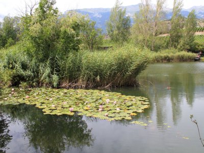 Des nénuphars en fleurs