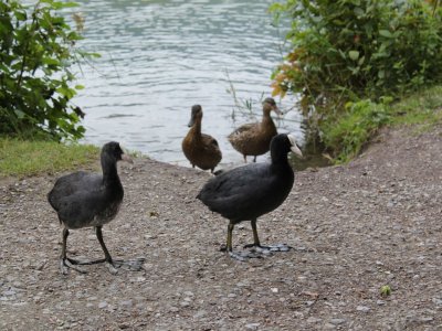 Quelques canards et foulques attirés par notre pique-nique