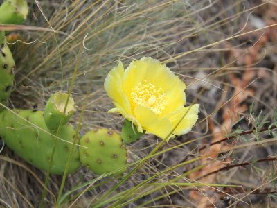 Cactus Oponce en fleur 