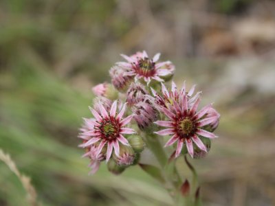 Joubarbe en fleur