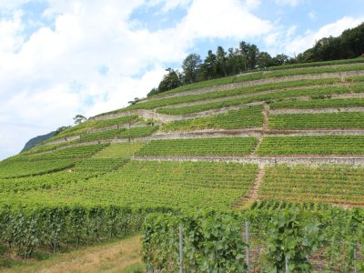 Vignoble au-dessus d'Aigle