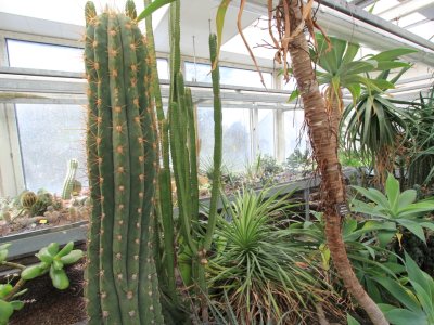La serre des cactus