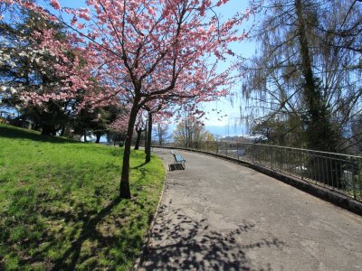 Chemin sur la colline de Montriond