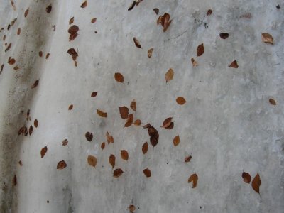 Feuilles prises dans la glace