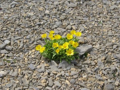 Doronic à grandes fleurs