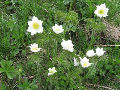 Pulsatille des Alpes