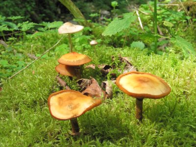 Quelques champignons sur lit de mousse...