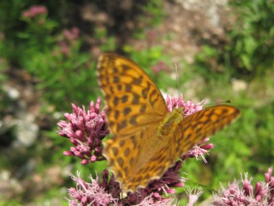 Un joli papillon rencontré en chemin.