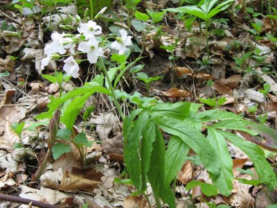 Cardamine à sept folioles