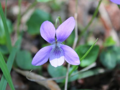 Violette des forêts