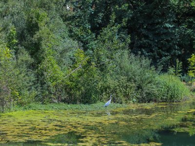 les étangs ne sont pas seulement visités par les promeneurs !!