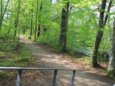 Chemin dans la forêt