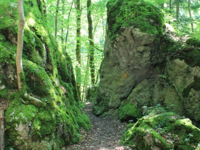 Le sentier dans la forêt