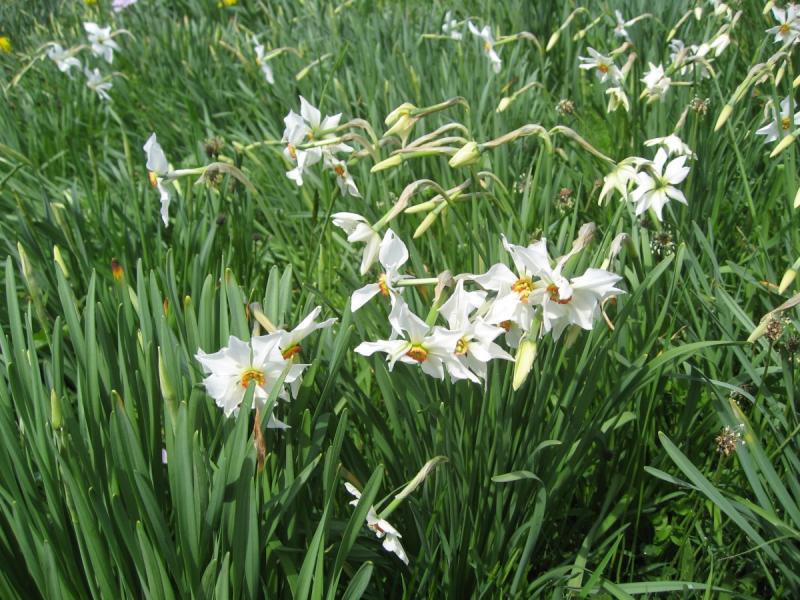 Sentier des narcisses aux Avants
