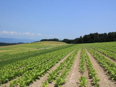 Peu après Murist, nous apercevons la tour au loin