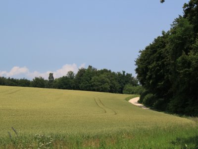 le chemin serpente entre champs et forêt