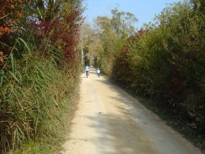 Le chemin reliant Erlach à l'Ile St-Pierre, propice aux balades à vélo