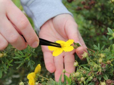 Prélèvement d'un peu de pistil de fleur