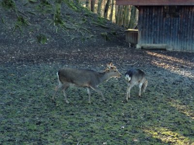 Vue dans le parc avec une grande variété d'animaux