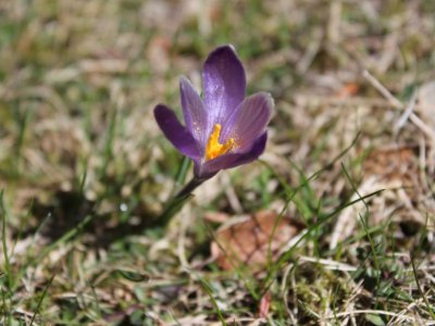 Crocus