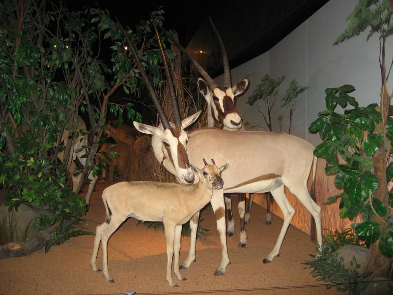 Muséum d'histoire naturelle de Genève