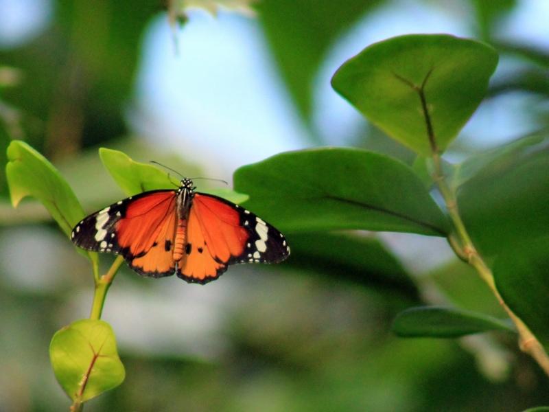 Papiliorama
