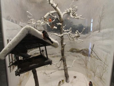 Oiseaux de nos jardins