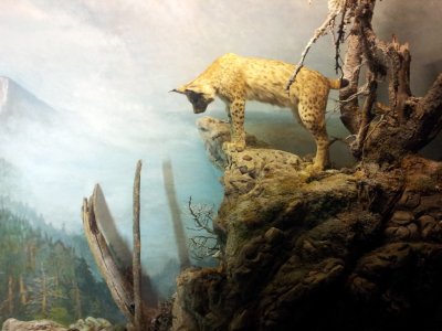Lynx