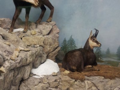 Chamois