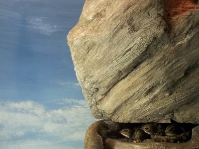 Hirondelles des rochers