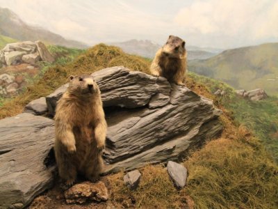 Marmottes