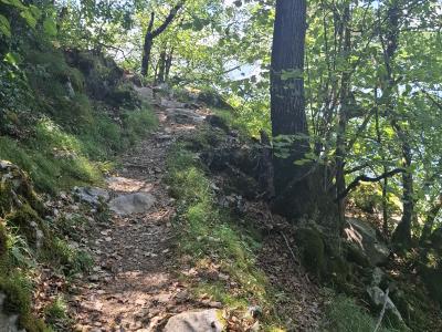 Le sentier dans la forêt