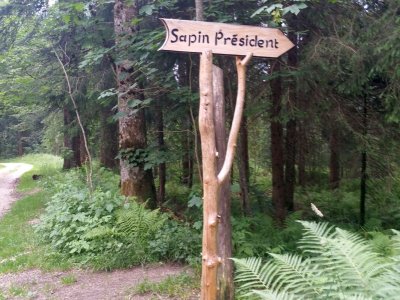 Sapin président