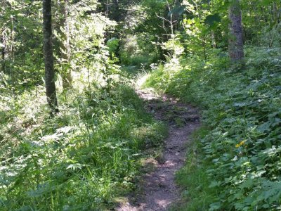 Sentier dans la forêt