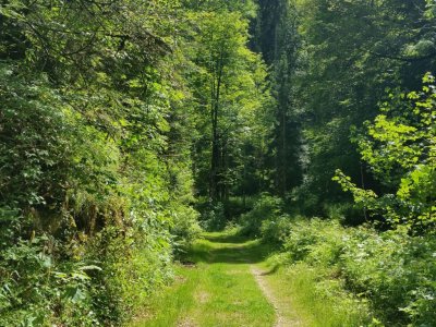 Chemin forestier