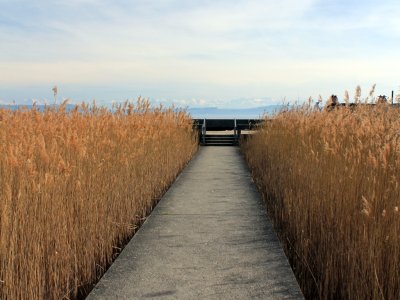 Chemin entre les roseaux