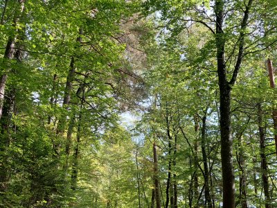 Le chemin en début de balade