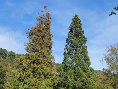 Au Pré des Clées, un thuya et un sequoia géant