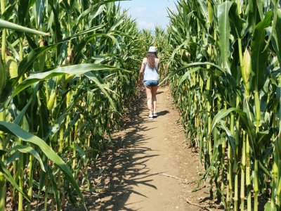 Labyrinthe de maïs