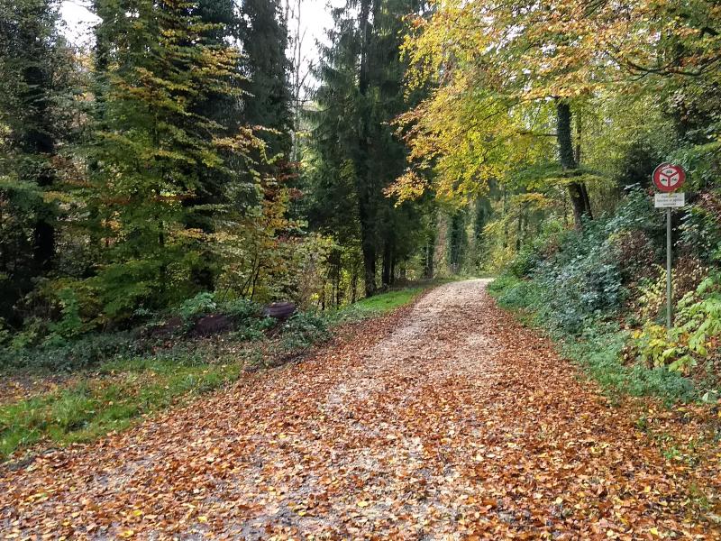 Le Sauteru