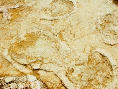 Les traces de dinosaures