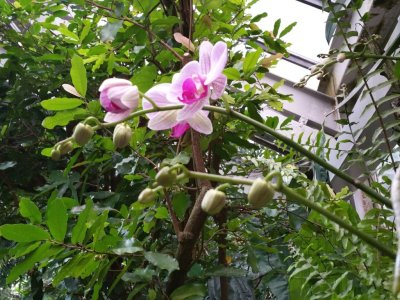 Orchidée