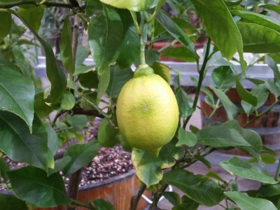Citron