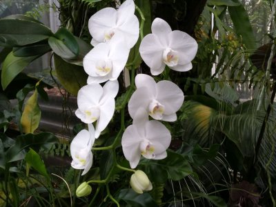 Magnifique orchidée