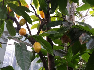 Fève de cacao