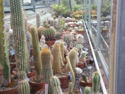 La serre des cactus