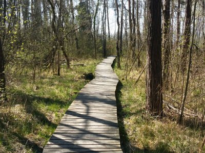 Passerelle en bois, dans la forêt