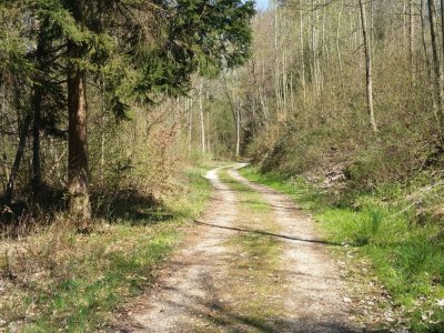 Chemin dans la forêt